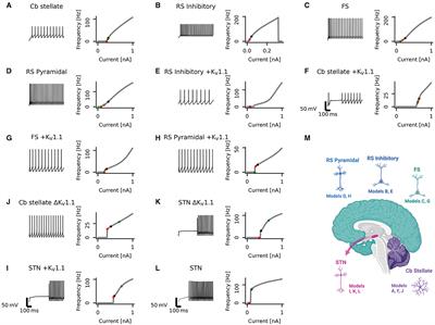 Loss or gain of function? Effects of ion channel mutations on neuronal firing depend on the neuron type